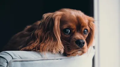 Атопический дерматит у собак: схема лечения, причины, симптомы