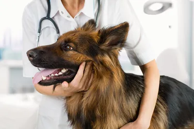 Собака с пододерматитом. Клинический подход. Часть 3.