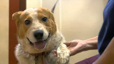 Демодекоз у собаки — Ветеринарные центры малотравматичной хирургии и  комплексного восстановления Лебеди