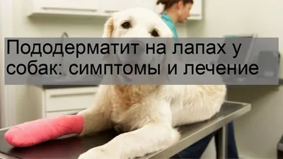Кожные заболевания у собак симптомы и лечение 🐱 | Ветеринарная клиника  Ветдоктор