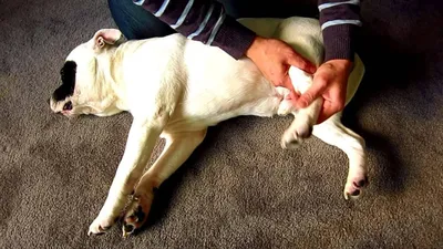 Лечение лишая у собаки — как и чем лечить стригущий и розовый лишай в  домашних условиях, препараты и мази для собак