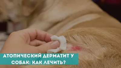 Блошиный дерматит у собак: чет лечить, симптомы и причины l VETSTEM