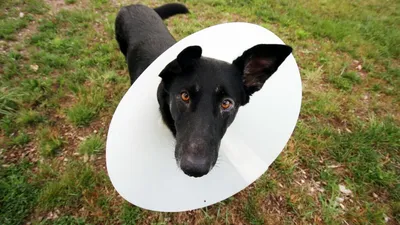 Аллергии у собак: симптомы и лечение - Ветеринар Дерматолог