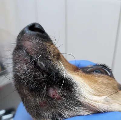 Лишай у собак - фото, чем лечить и как выглядит | Симптомы и виды лишая |  Pet-Yes
