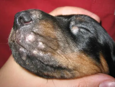 Малассезия у собак - лечение, фото