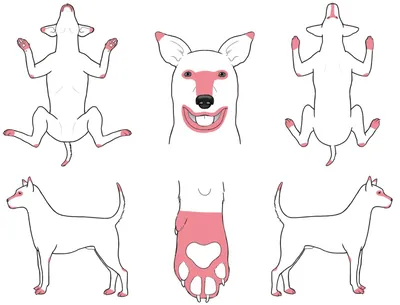 Болезни собак: симптомы и лечение, таблица основных собачьих заболеваний