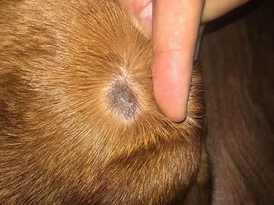 Межпальцевый, анальный фурункулёз у собак: лечение в ветеринарной клинике  Живаго