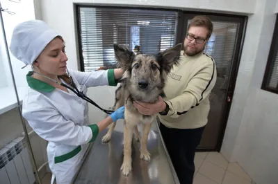 Лечение демодекоза у собак - Ветеринарная клиника Vetstate