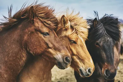 Ветеринарно-профилактические мероприятия при содержании лошадей | Лошади.  Лечение | Дзен