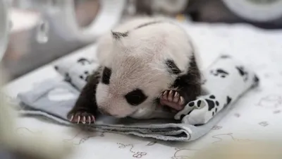 Детеныш панды, родившийся в Московском зоопарке, оказался самкой - РИА  Новости, 24.09.2023