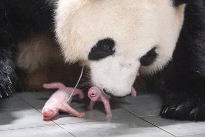 Детеныши-близнецы большой панды родились в зоопарке Южной Кореи | Фото |  Общество | Аргументы и Факты