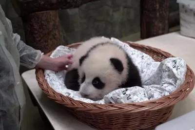 Детеныш панды из Московского зоопарка сделал «кусь» и попал на видео -  Мослента