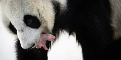 В Московском зоопарке родился первый в России детеныш большой панды - Афиша  Daily