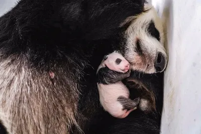 Собянин: Детеныш панды, родившийся в Московском зоопарке, оказался самкой -  Российская газета