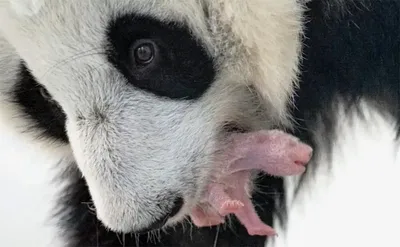 Видео: панда нянчит своего двухмесячного детеныша | Пикабу
