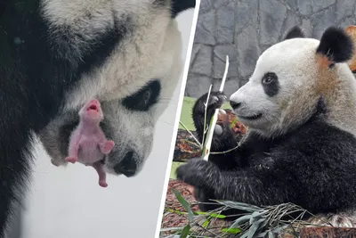 Новости Китая, 31 августа: первый детеныш панды в России, чиновника уволили  из-за скульптуры за $1 млн, ЦБ РФ поставил курс юаня на первое место