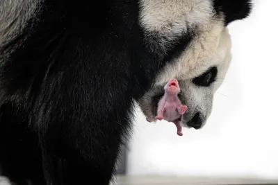 Диндин оказалась заботливой мамой: Как живет крохотный детеныш панды в  Москве и когда его покажут посетителям - KP.RU