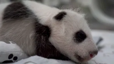 Детеныш большой панды родился в Московском зоопарке, его папу и маму Жуи и  Диндин доставили из Пекина в 2019 году в знак дипломатических отношений  между Китаем и Россией, показываем видео - 30