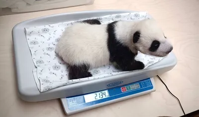 Детёныш панды в Московском зоопарке подрастает — Новости мира сегодня  NTDНовости мира сегодня NTD