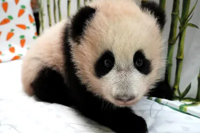 Детеныш панды в Московском зоопарке открыл глаза. Это стоит увидеть | РБК  Life