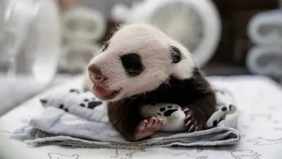 Детеныш панды Московского зоопарка открыл глазки