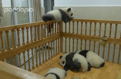 Зоологи рассказали про новорожденного детеныша панды - Evo-news | 31  августа 2023