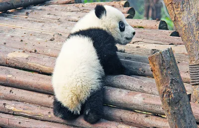 Фото: 36 детенышей панды из китайского питомника | KLOOP.KG - Новости  Кыргызстана