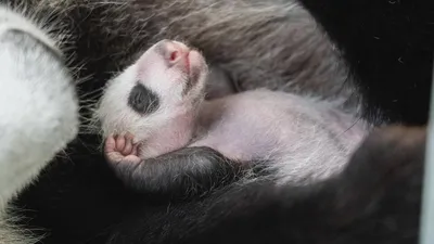 Зоологи в Вашингтоне сняли, как малыш панды делает первые шаги