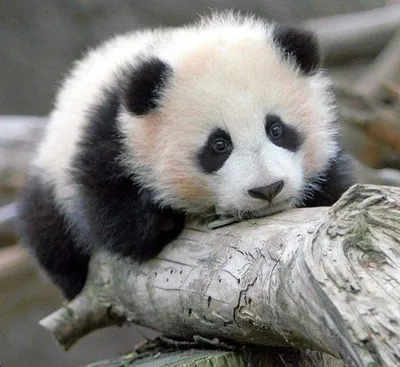 Детеныш панды из Московского зоопарка начал ползать и не только