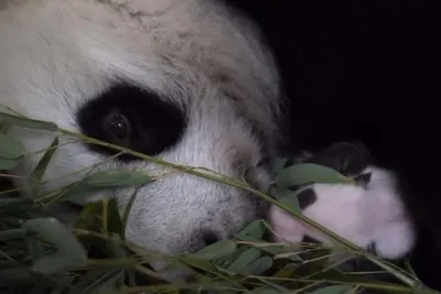 Пин от пользователя Ana Darnell на доске CRITTERS | Детёныш панды,  Скучающая панда, Милые животные