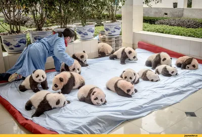В Московском зоопарке впервые родился детёныш панды