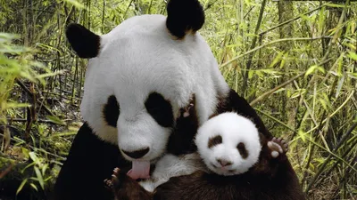 Маленький милый грязный детеныш панды…» — создано в Шедевруме
