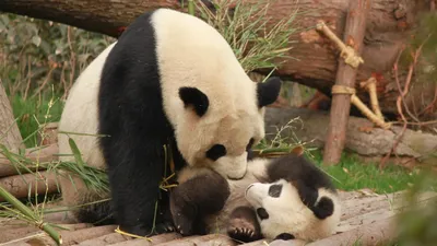 Детеныш панды в Московском зоопарке: видео, фото, где и когда посмотреть
