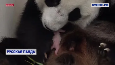 Подросший детеныш панды Диндин попал на видео в Московском зоопарке -  Мослента