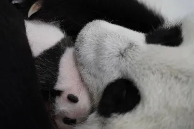 Детеныш панды из Московского зоопарка начал слышать и видеть