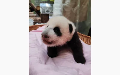 В КНР родился второй в 2016 г. детеныш панды