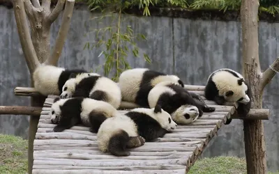 Родившаяся в России. Почему большие панды и их детеныши принадлежат Китаю |  Ямал-Медиа
