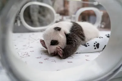 Окрас детеныша панды в Московском зоопарке становится отчетливо черным —  Сноб