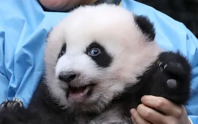 Особо опасный медведь». Посмотрите видео, как рычит детеныш панды | РБК Life