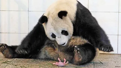 Как называется детеныш панды? - Животное панда: энциклопедия, все про панду!