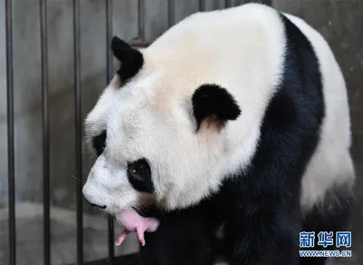 Детеныш панды родился в неволе на северо-западе Китая