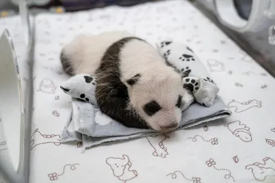 Мишки-двойняшки: секретные панды в бельгийском зоопарке - 15.11.2019,  Sputnik Латвия