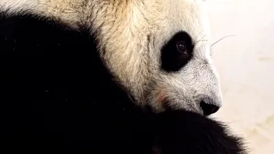 Большая панда и её маленький детёныш | Пикабу