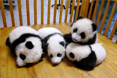 Детеныш больших панд Диндин и Жуи из Московского зоопарка | Фото | Общество  | Аргументы и Факты