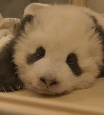Детеныш панды в Московском зоопарке начал видеть и слышать :: Новости :: ТВ  Центр