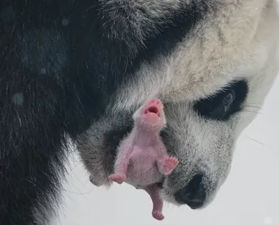 Зоолог объяснила, почему рождение детеныша панды в Москве – уникальное  событие