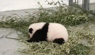 В Китае родился самый толстый в мире детеныш панды | Українські Новини