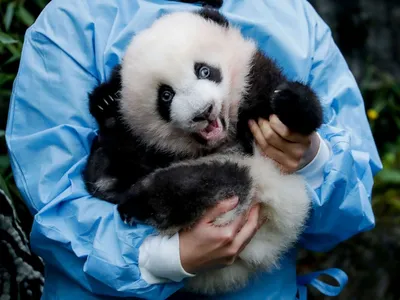 Маленький Детеныш Панды В Базе Панды Чэнду — стоковые фотографии и другие  картинки Chengdu Panda Base of Giant Panda Breeding - Chengdu Panda Base of  Giant Panda Breeding, Веселье, Вымирающие виды - iStock
