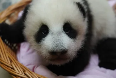 Детеныш панды в Московском зоопарке начал видеть и слышать — Сноб