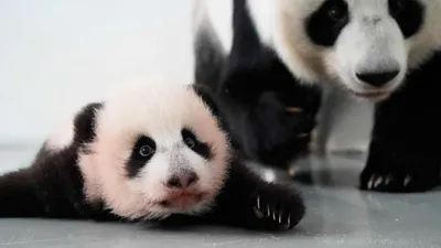 Милый детеныш панды 🐼» — создано в Шедевруме